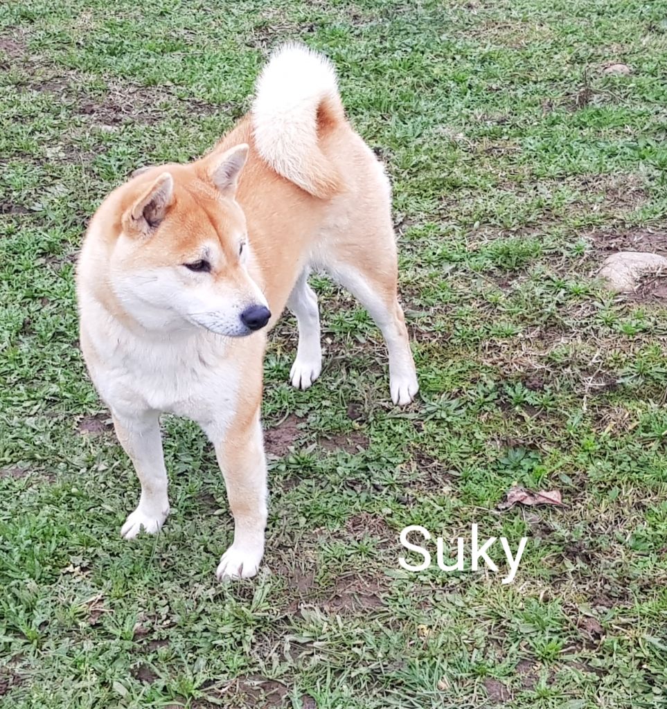 Suky (Sans Affixe)
