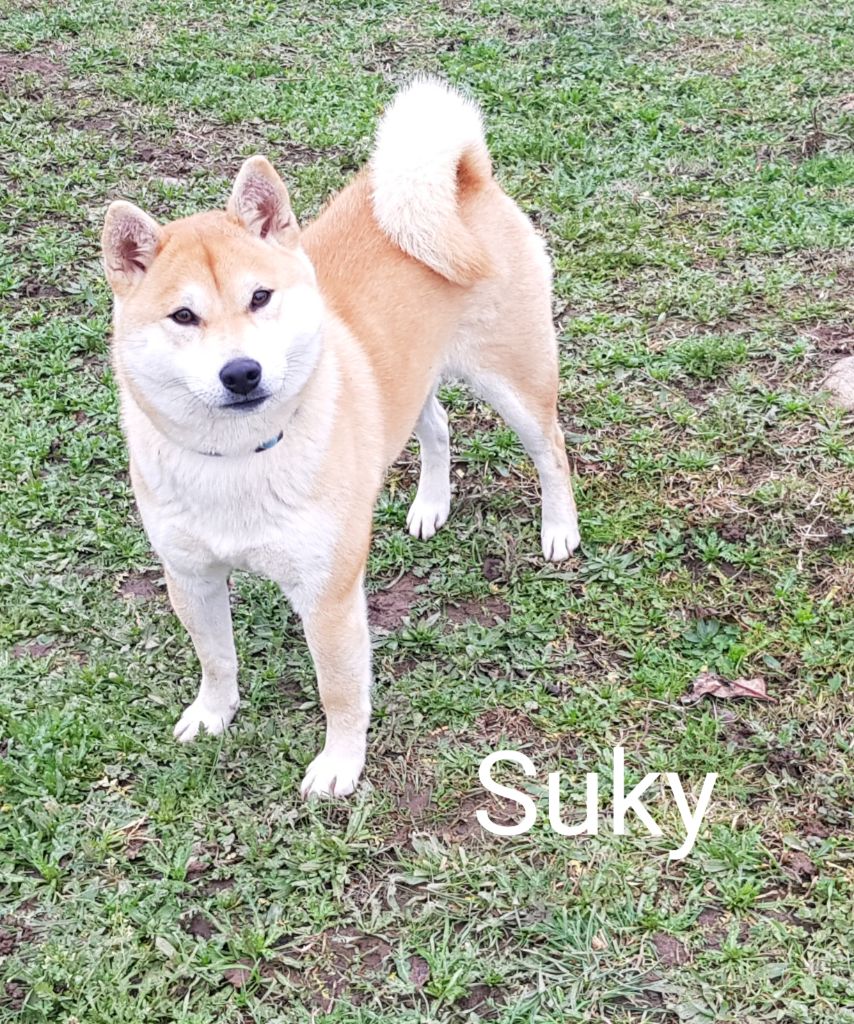 Suky (Sans Affixe)