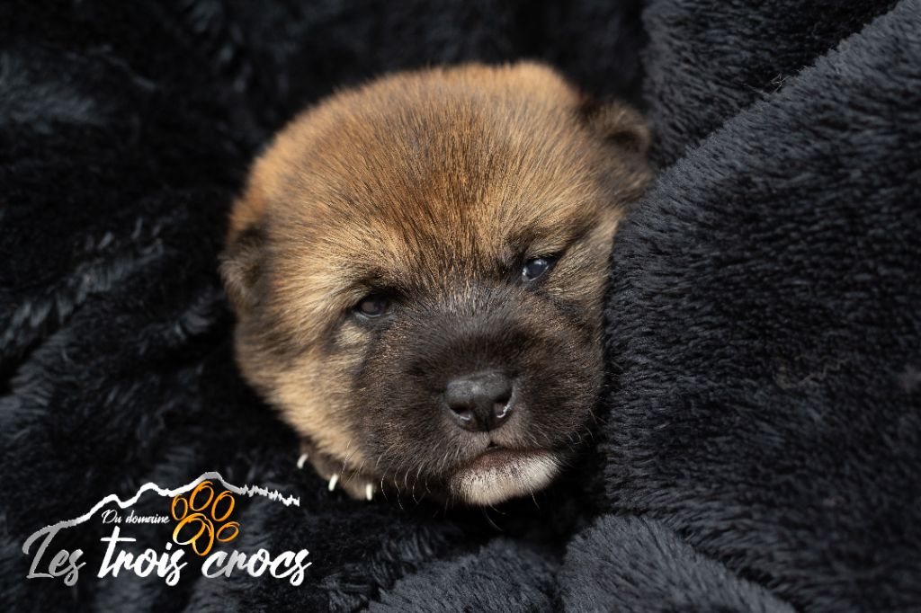 du Domaine les Trois Crocs - Chiot disponible  - Shiba