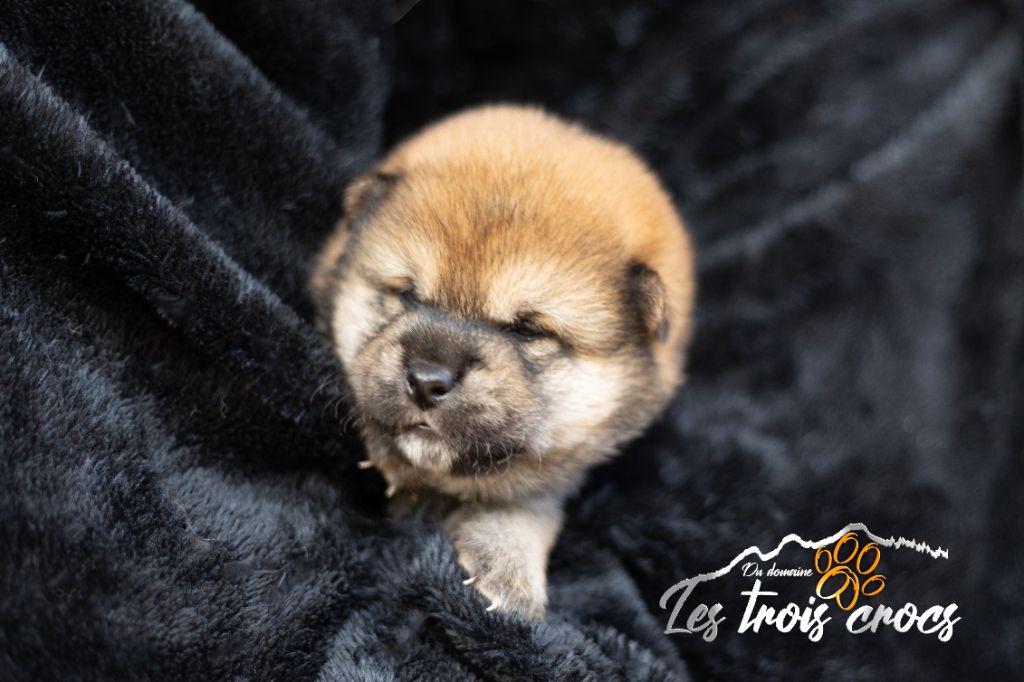 du Domaine les Trois Crocs - Chiot disponible  - Shiba