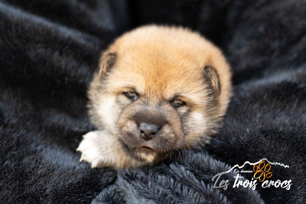 du Domaine les Trois Crocs - Chiot disponible  - Shiba