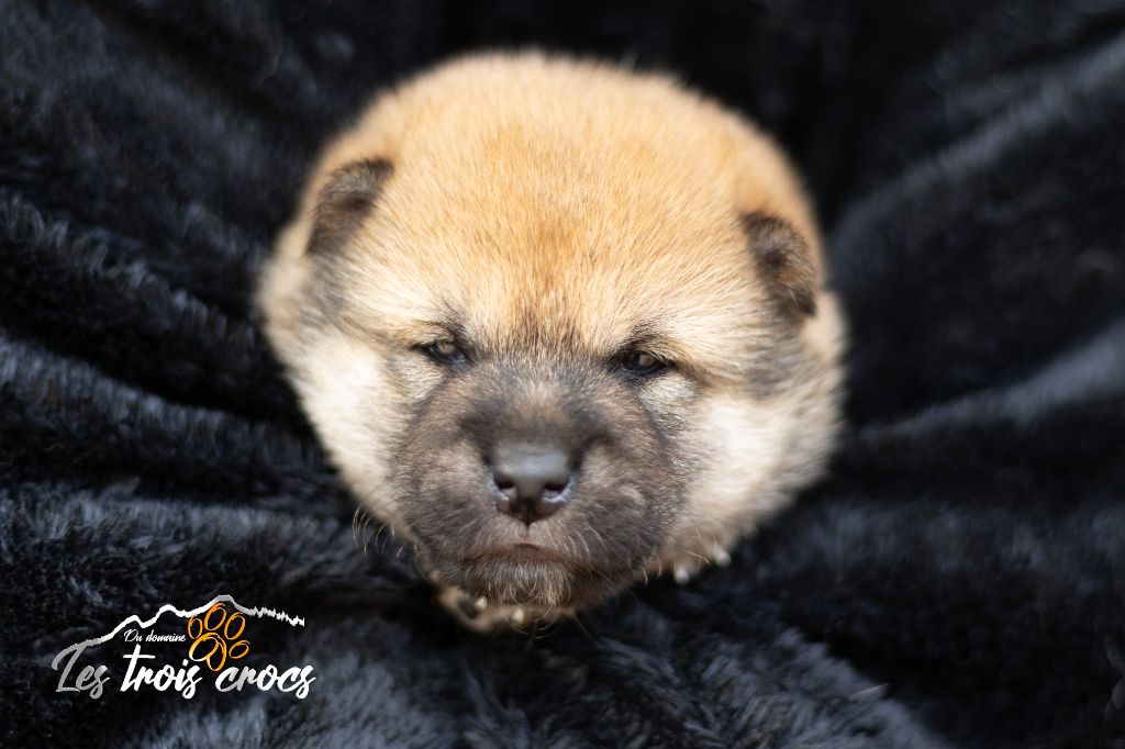 du Domaine les Trois Crocs - Chiot disponible  - Shiba