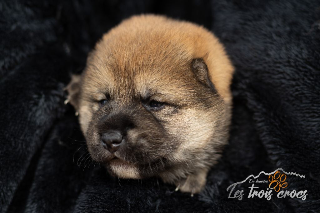 du Domaine les Trois Crocs - Chiot disponible  - Shiba