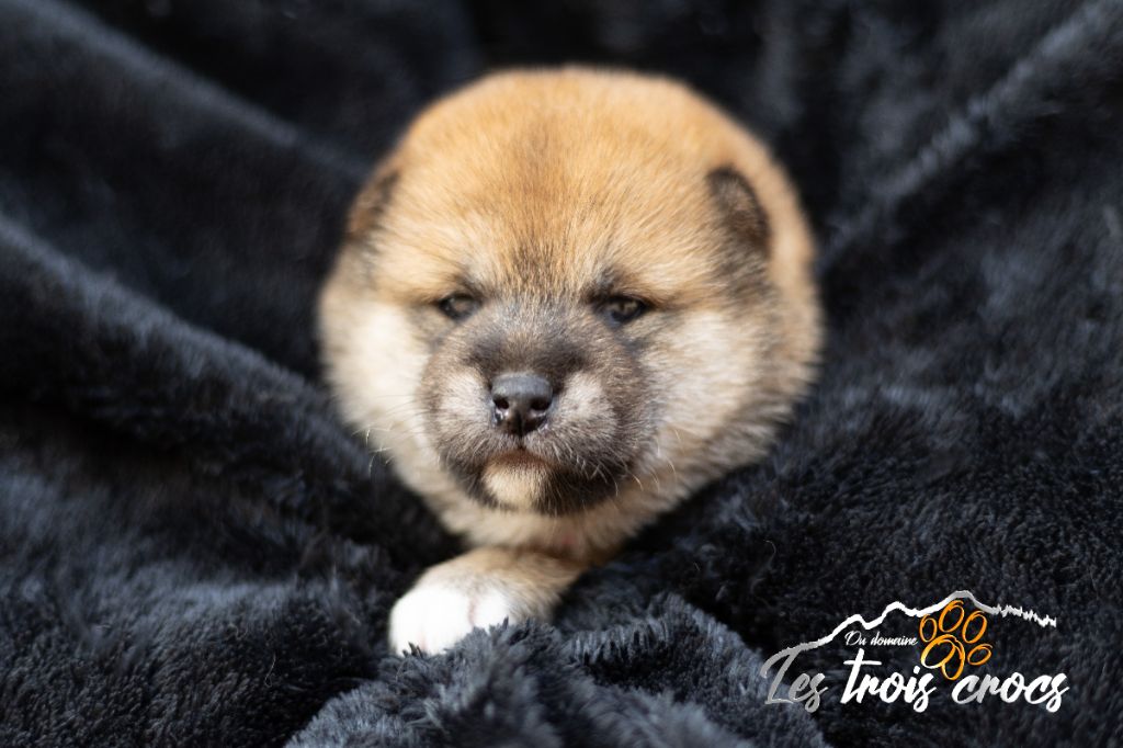 du Domaine les Trois Crocs - Chiot disponible  - Shiba