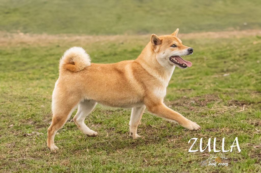 Zulla ( pédigrée zulli) (Sans Affixe)