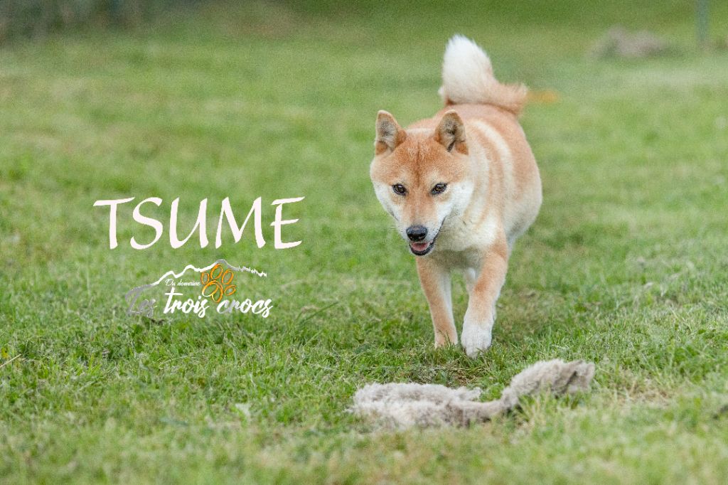 Tsume (Sans Affixe)