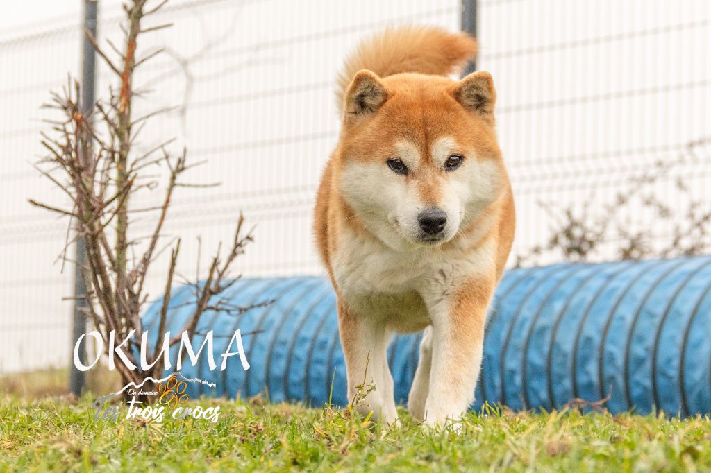 Okuma de percyval