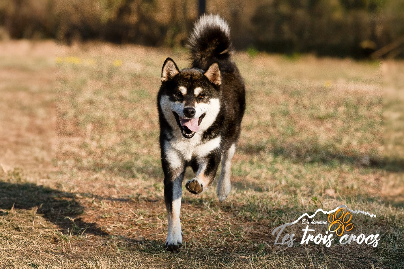 VAYUKI du Domaine les Trois Crocs