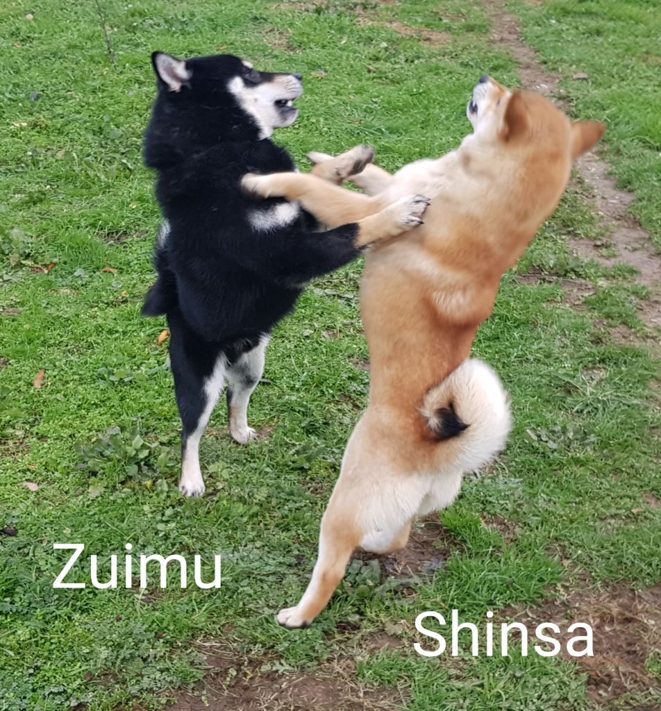 MES SHIBA