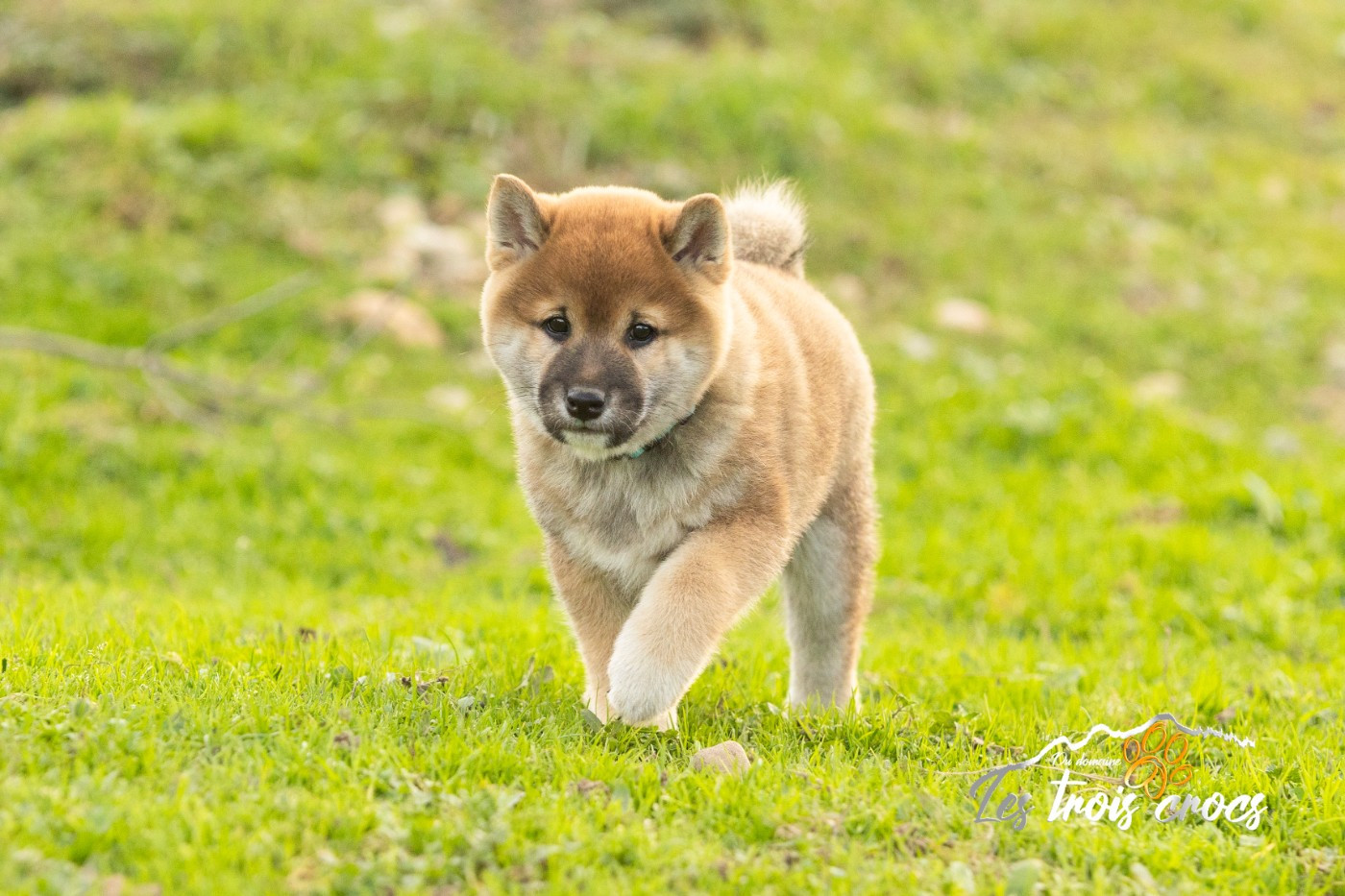 du Domaine les Trois Crocs - Chiots disponibles - Shiba