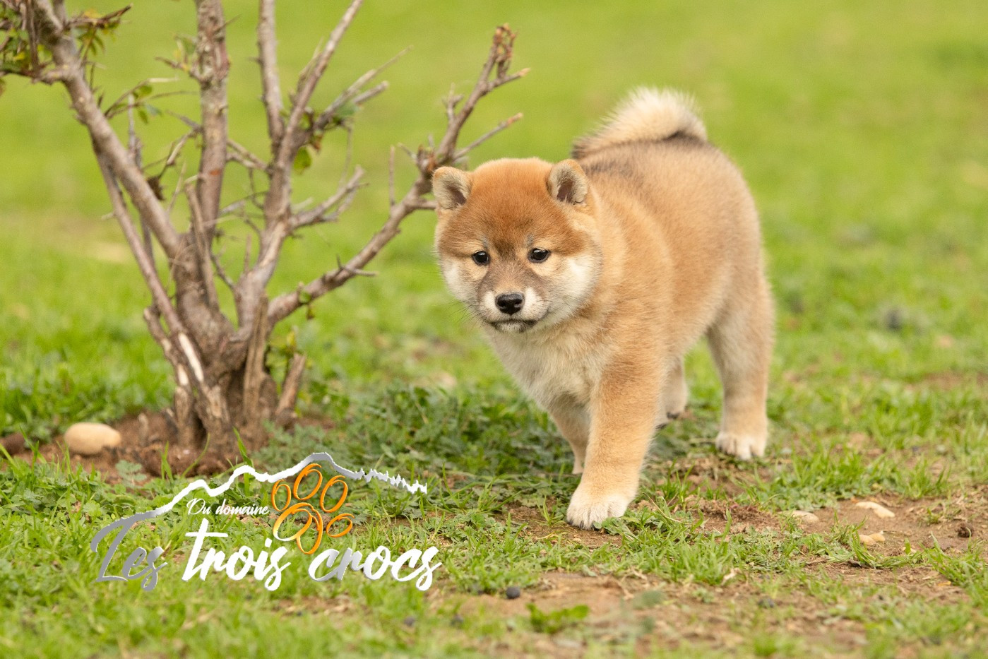 du Domaine les Trois Crocs - Chiots disponibles - Shiba