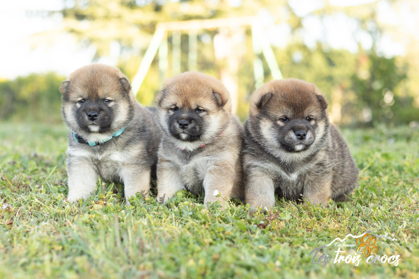 Chiot Shiba du Domaine les Trois Crocs
