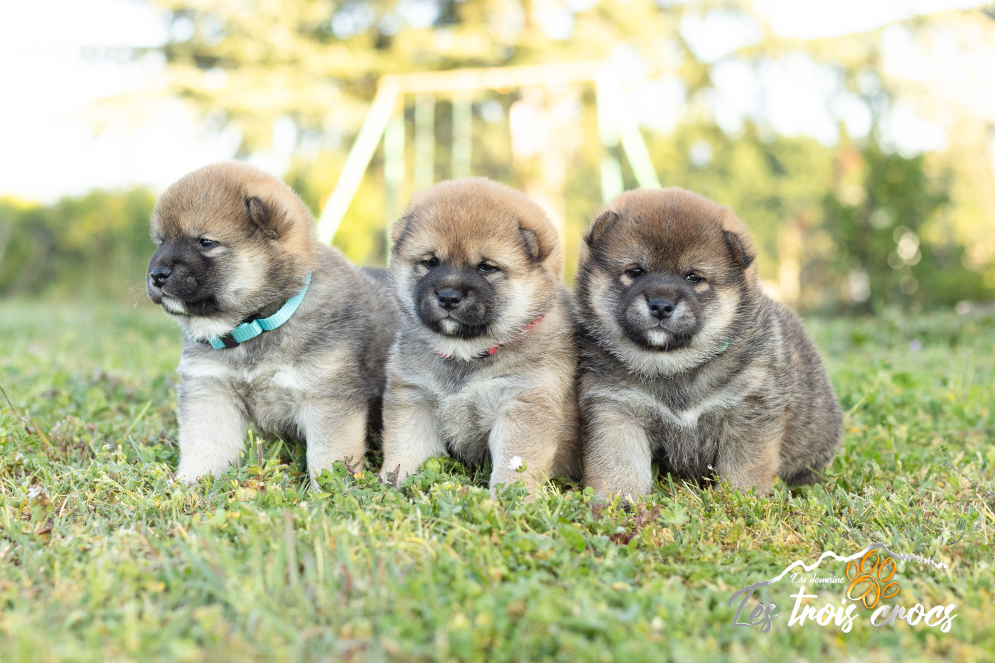 du Domaine les Trois Crocs - Chiots disponibles - Shiba