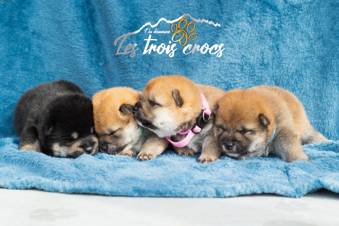 Chiot Shiba du Domaine les Trois Crocs