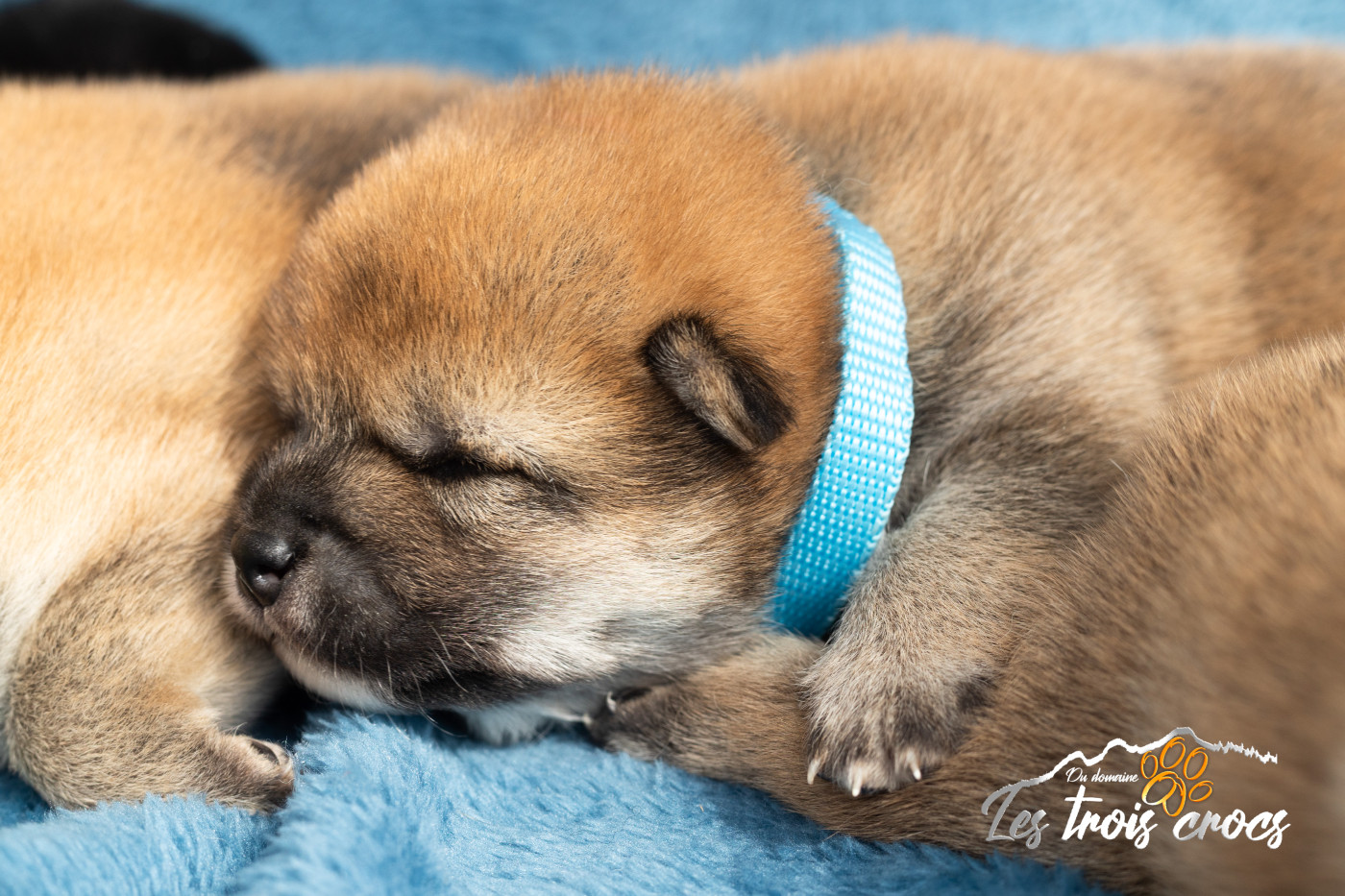 du Domaine les Trois Crocs - Chiots disponibles - Shiba
