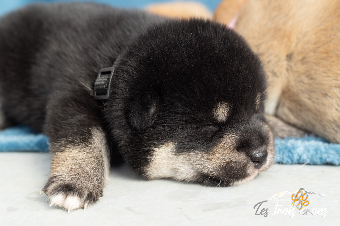 du Domaine les Trois Crocs - Chiots disponibles - Shiba