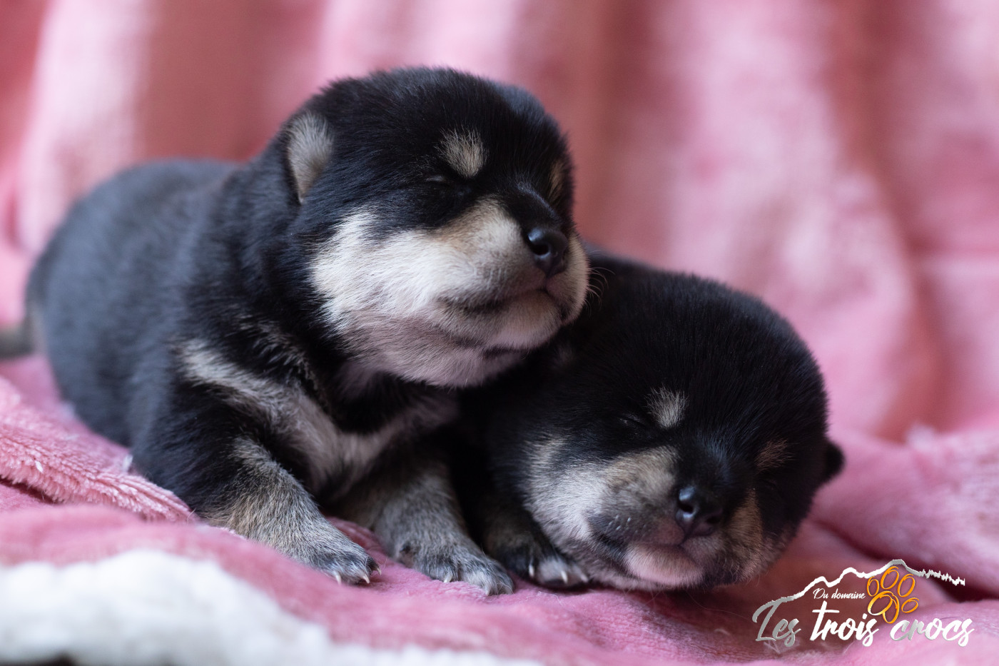 Chiot Shiba du Domaine les Trois Crocs