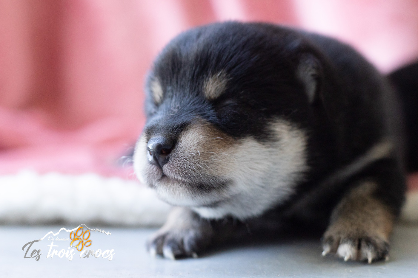du Domaine les Trois Crocs - Chiots disponibles - Shiba