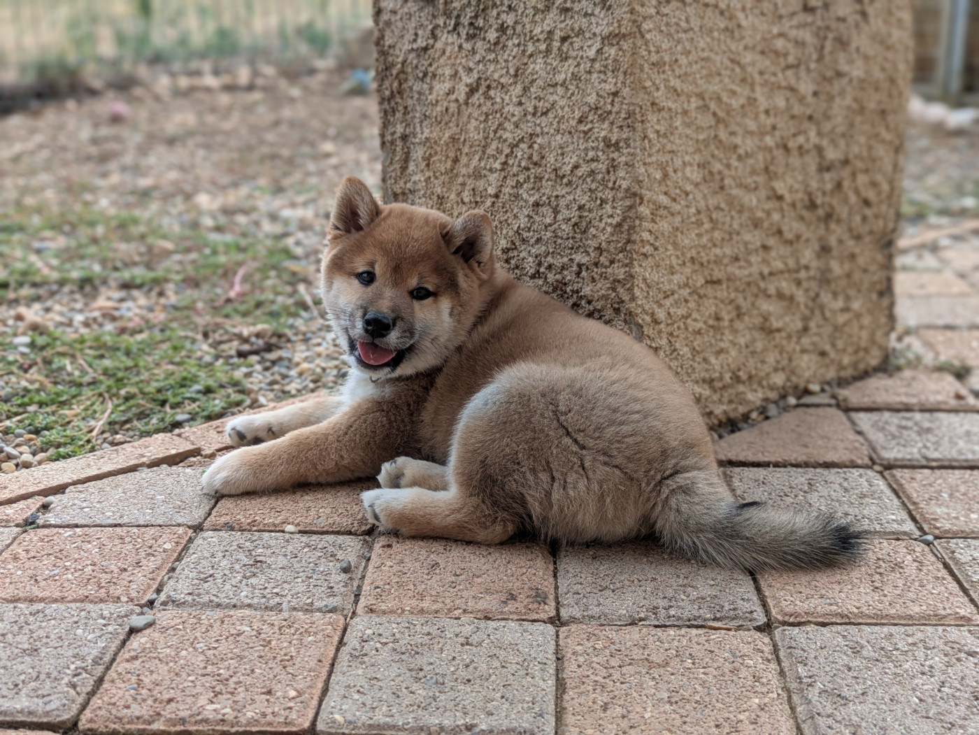 du Domaine les Trois Crocs - Chiots disponibles - Shiba