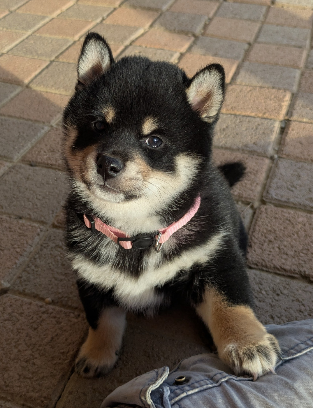 du Domaine les Trois Crocs - Chiots disponibles - Shiba