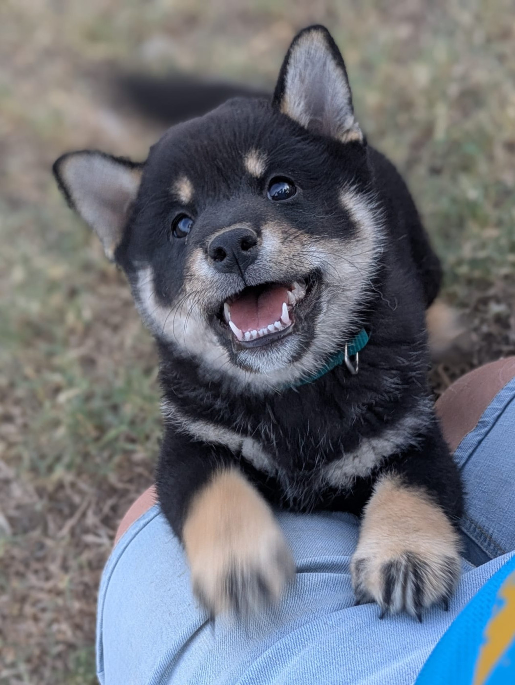 du Domaine les Trois Crocs - Chiots disponibles - Shiba
