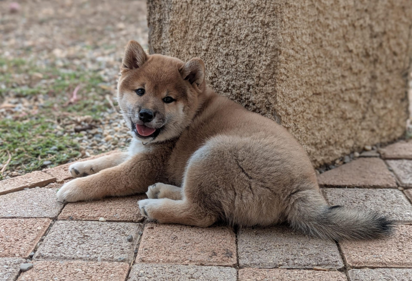 du Domaine les Trois Crocs - Chiots disponibles - Shiba
