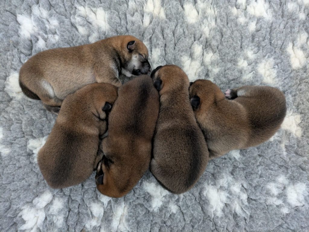 du Domaine les Trois Crocs - Chiots disponibles - Shiba