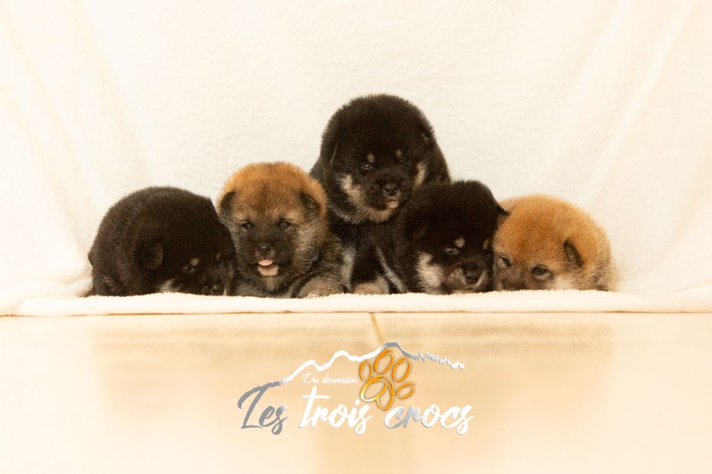 du Domaine les Trois Crocs - Shiba - Portée née le 10/09/2025