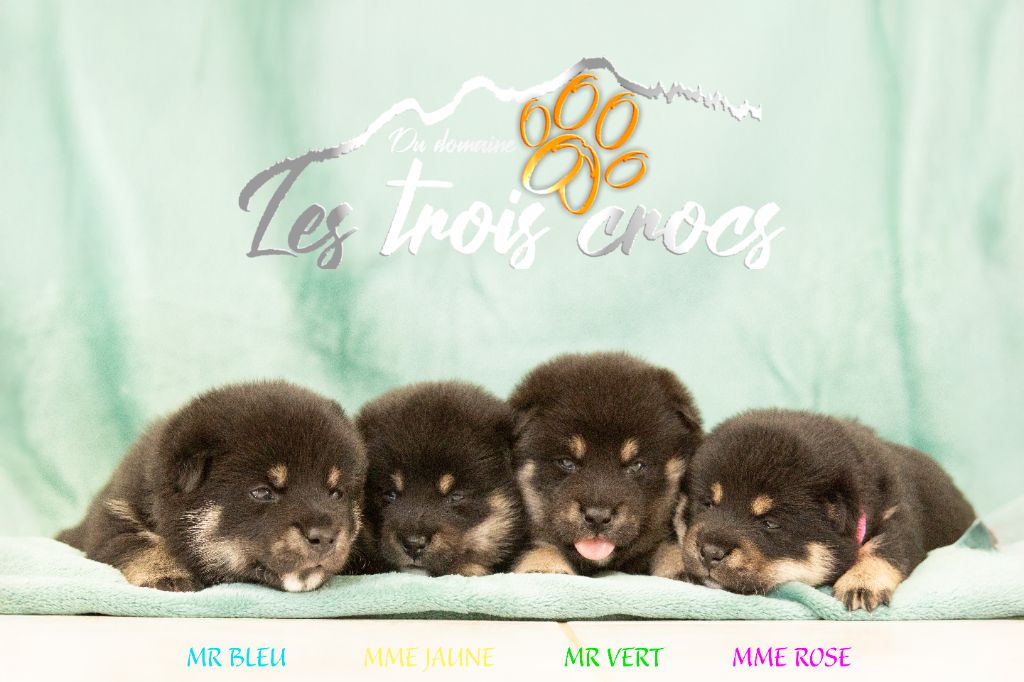 du Domaine les Trois Crocs - Shiba - Portée née le 29/06/2025