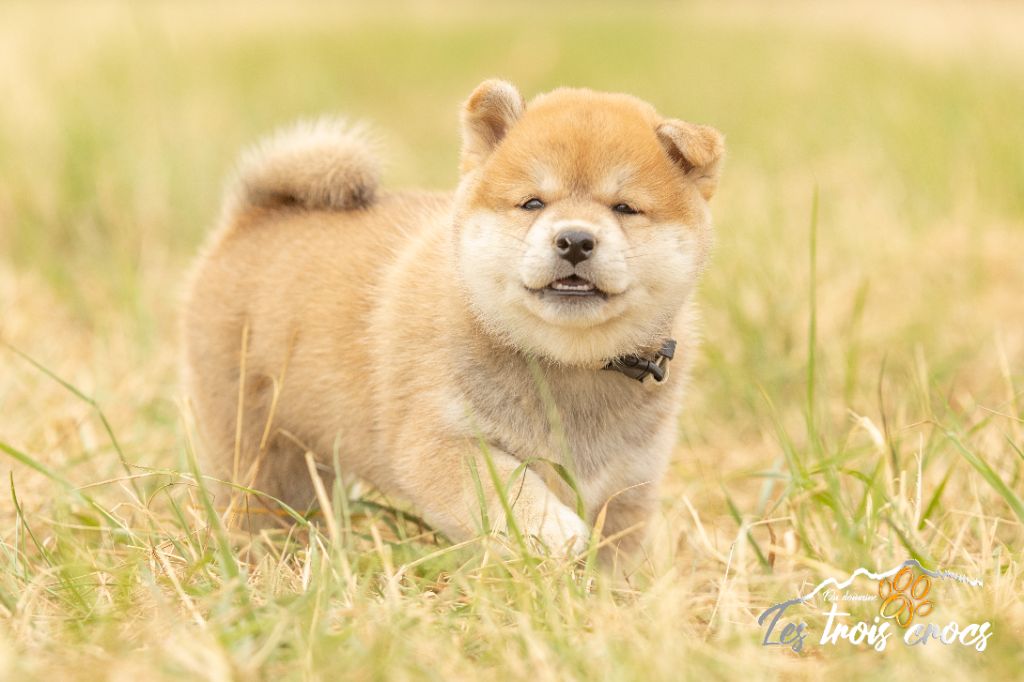 du Domaine les Trois Crocs - Chiots disponibles - Shiba