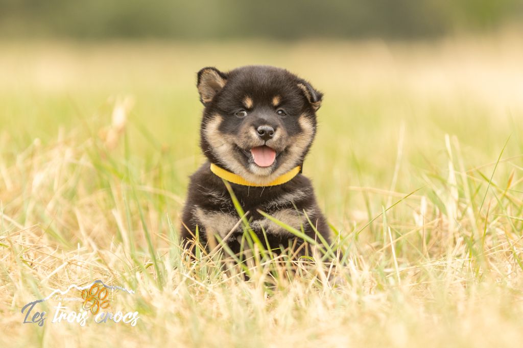du Domaine les Trois Crocs - Chiots disponibles - Shiba