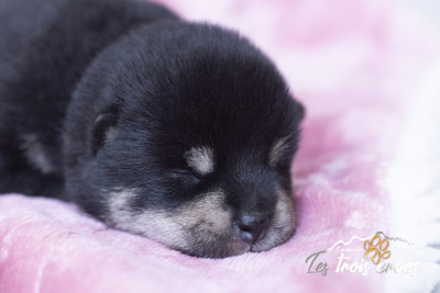 Chiot N°2