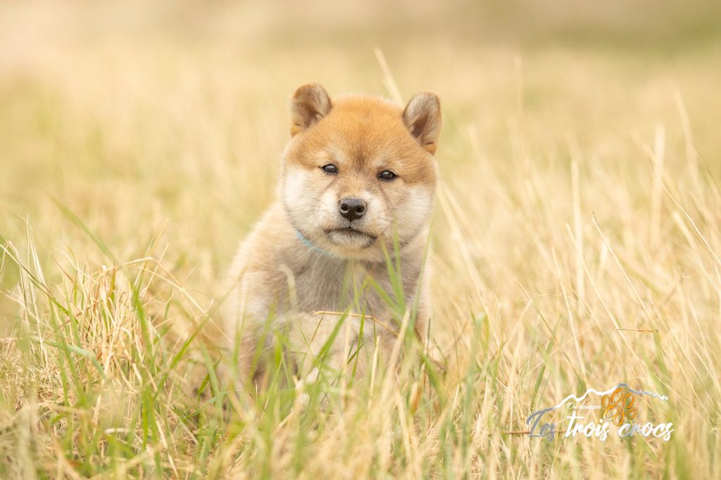 du Domaine les Trois Crocs - Chiots disponibles - Shiba