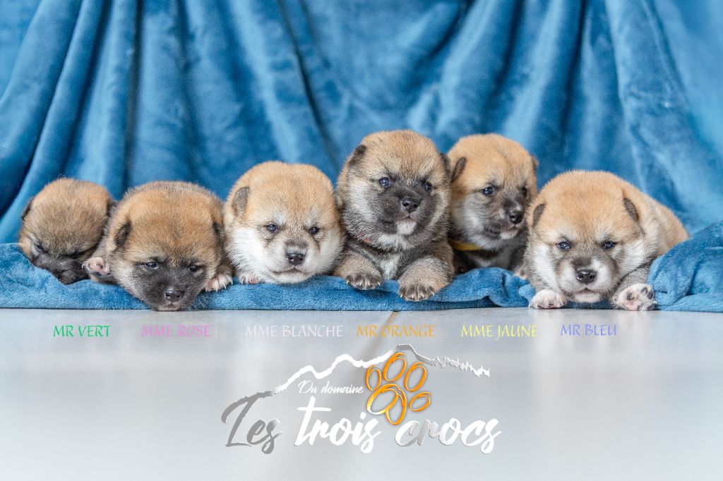 Chiot Shiba du Domaine les Trois Crocs